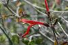 image of Justicia californica