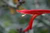 image of Justicia californica