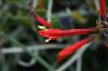 image of Justicia californica