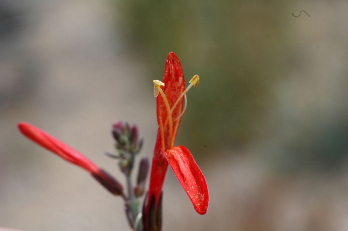 Acanthaceae Justicia californica