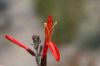 image of Justicia californica
