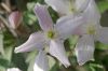 image of Clematis montanum