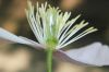 image of Clematis montanum
