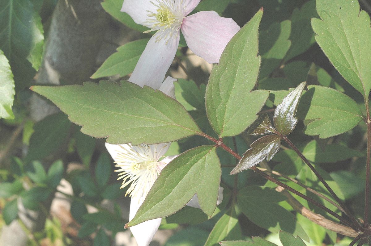 Ranunculaceae Clematis montanum