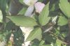 image of Clematis montanum