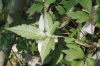 image of Clematis montanum