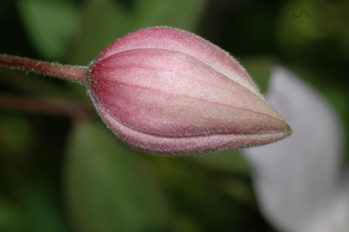 Ranunculaceae Clematis montanum