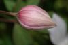 image of Clematis montanum