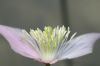 image of Clematis montanum