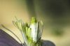 image of Clematis montanum