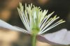 image of Clematis montanum