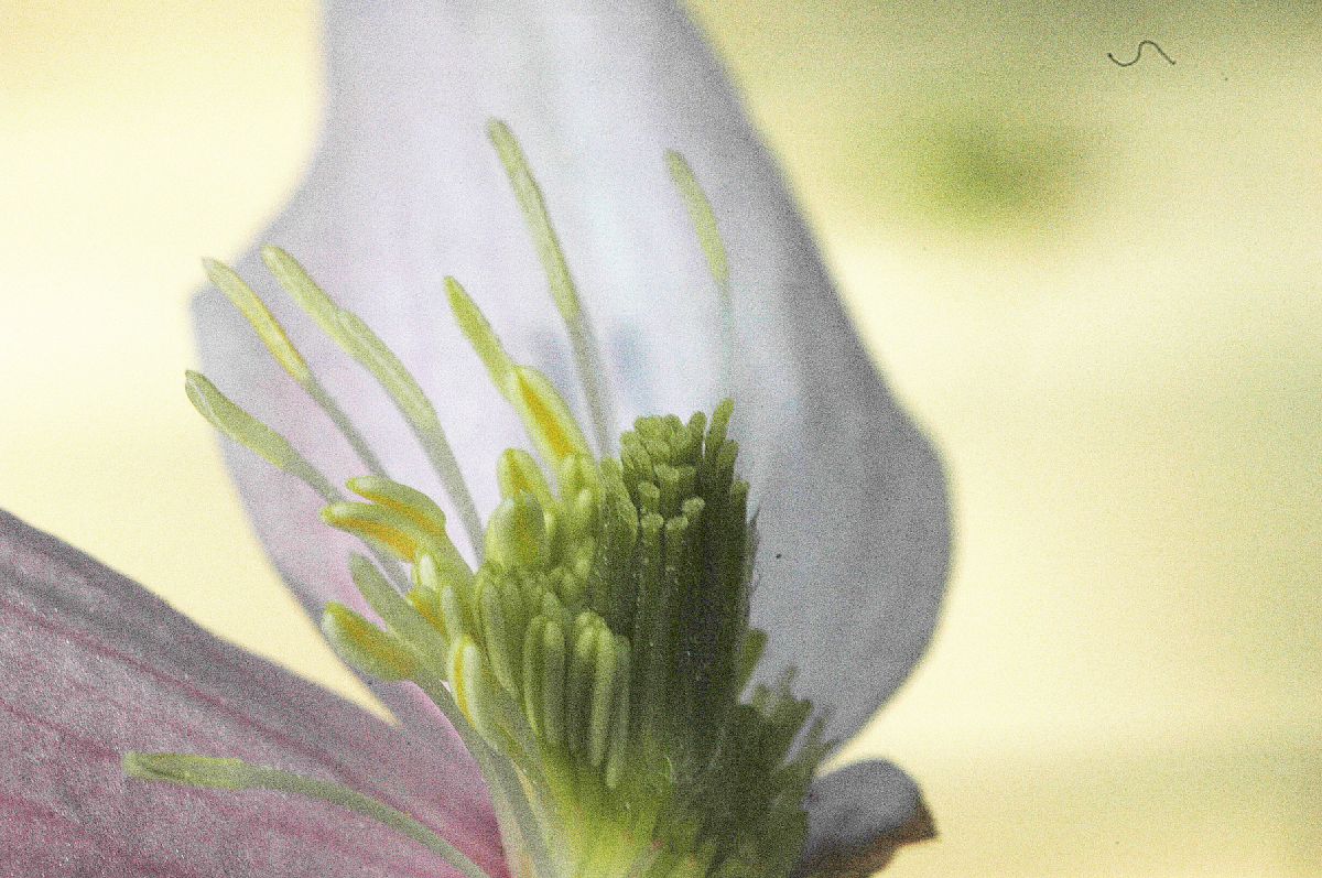 Ranunculaceae Clematis montanum