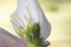 image of Clematis montanum
