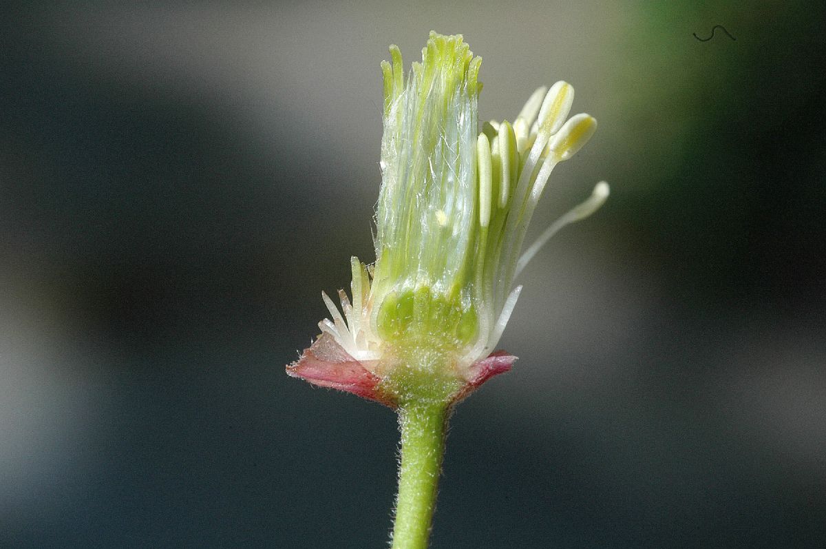 Ranunculaceae Clematis montanum