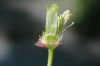 image of Clematis montanum