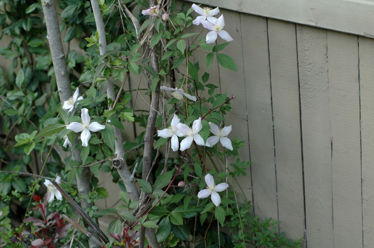 Ranunculaceae Clematis montanum