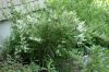 image of Deutzia gracilis