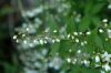 image of Deutzia gracilis
