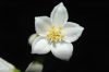 image of Deutzia gracilis