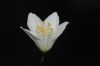 image of Deutzia gracilis