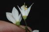 image of Deutzia gracilis