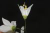 image of Deutzia gracilis