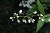 image of Deutzia gracilis