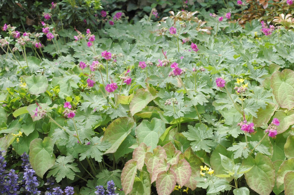 Geraniaceae Geranium macrorhizum