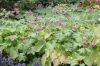 image of Geranium macrorhizum