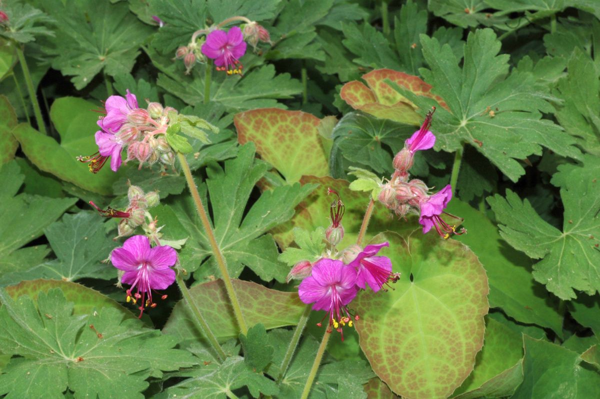 Geraniaceae Geranium macrorhizum