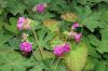 image of Geranium macrorhizum