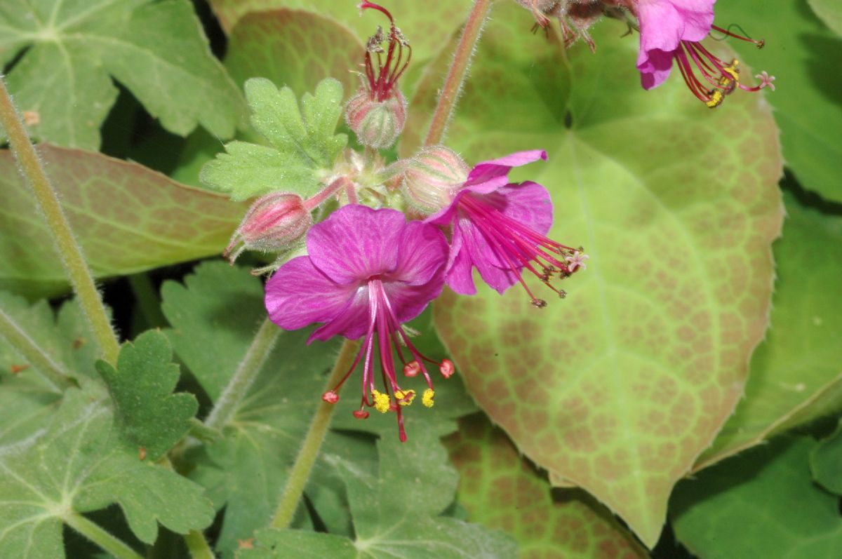 Geraniaceae Geranium macrorhizum