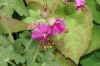 image of Geranium macrorhizum
