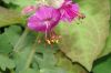 image of Geranium macrorhizum