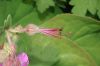 image of Geranium macrorhizum