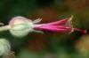 image of Geranium macrorhizum