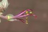image of Geranium macrorhizum