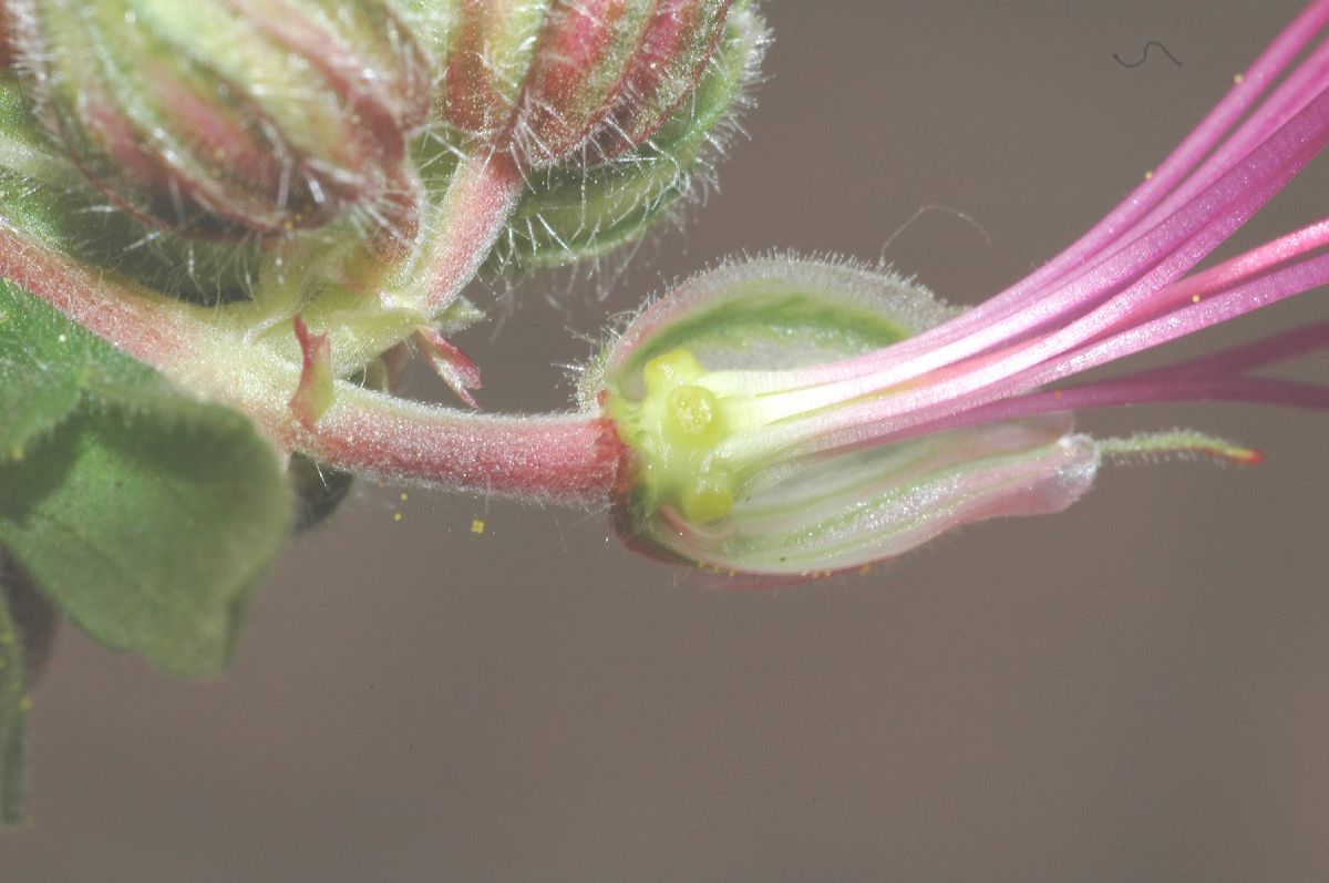 Geraniaceae Geranium macrorhizum