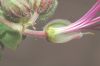 image of Geranium macrorhizum