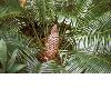 image of Lepidozamia hopei