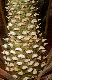 image of Lepidozamia peroffskyana