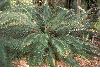 image of Lepidozamia peroffskyana