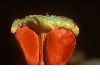 image of Lepidozamia 