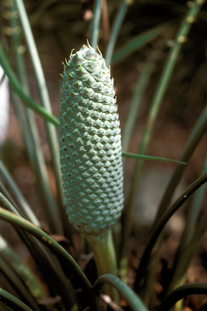 Zamiaceae Macrozamia lucida