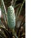 image of Macrozamia lucida