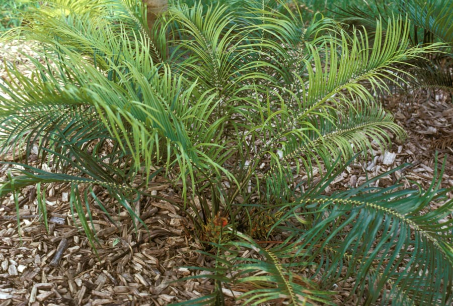 Zamiaceae Macrozamia lucida