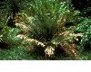 image of Macrozamia miquelii
