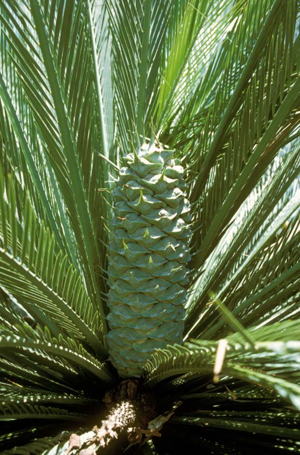 Zamiaceae Macrozamia moorei