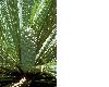 image of Macrozamia moorei