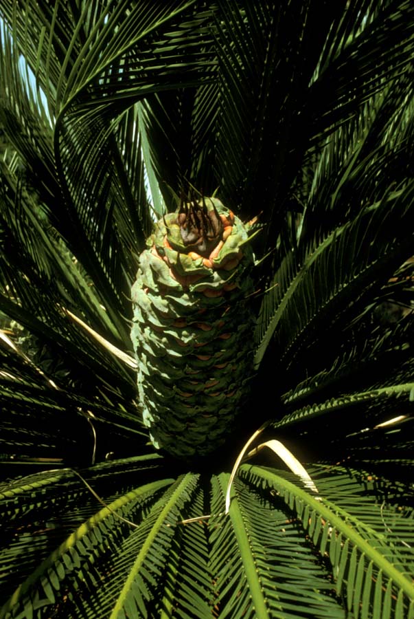 Zamiaceae Macrozamia moorei